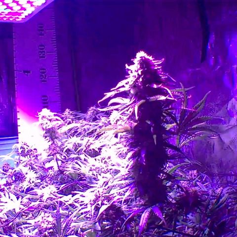 2 week Pluto Cut Autoflower growlog timeline photo