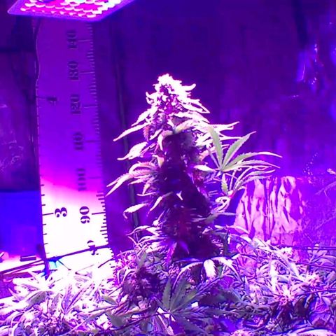 2 week Pluto Cut Autoflower growlog timeline photo