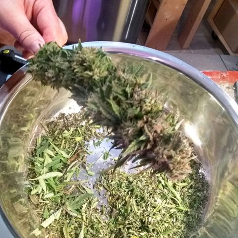 2 week Pluto Cut Autoflower growlog photo: 5.9oz