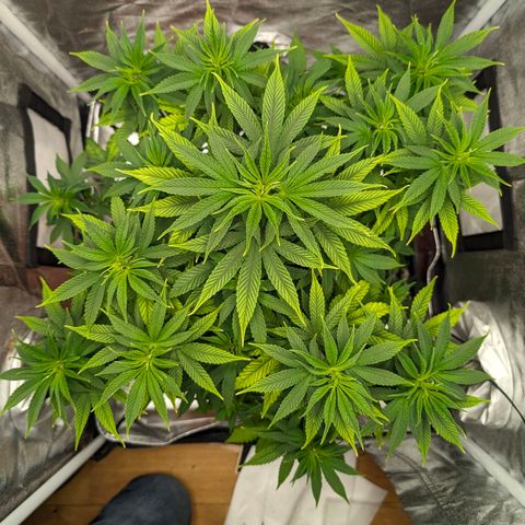 GH Cheese #1 growlog timeline photo