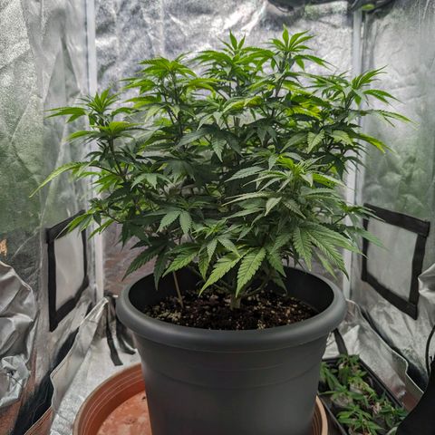 GH Cheese #1 growlog timeline photo