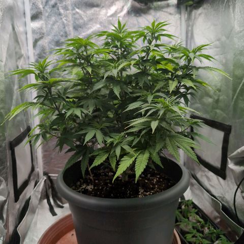 GH Cheese #1 growlog timeline photo