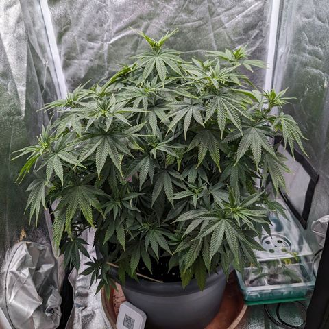 GH Cheese #1 growlog timeline photo