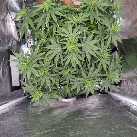 GH Cheese #1 growlog timeline photo