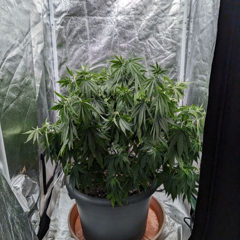 GH Cheese #1 growlog photo: Blume hat 1 Tag kein Wasser bekommen und hängt direkt. Scheinbar trinkt die Pflanze um einiges mehr