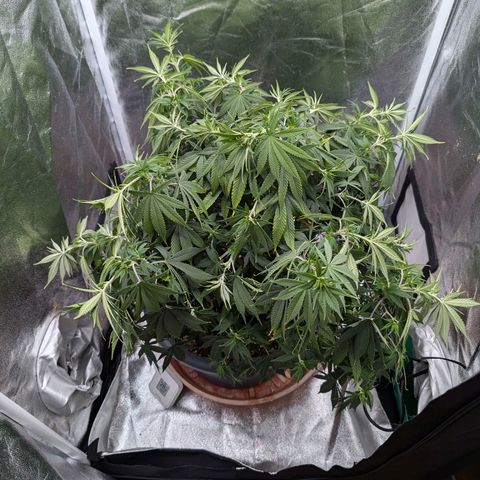 GH Cheese #1 growlog photo: Blume hat 1 Tag kein Wasser bekommen und hängt direkt. Scheinbar trinkt die Pflanze um einiges mehr