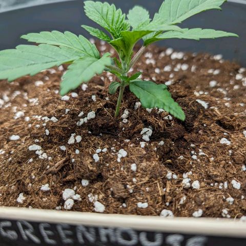 GH Cheese #1 growlog timeline photo