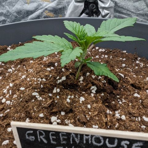 GH Cheese #1 growlog timeline photo
