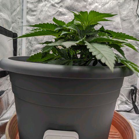 GH Cheese #1 growlog timeline photo