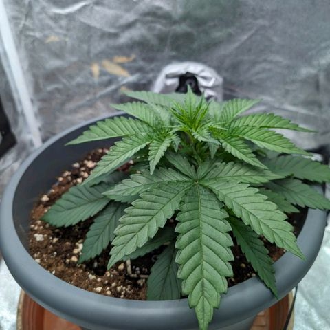 GH Cheese #1 growlog timeline photo