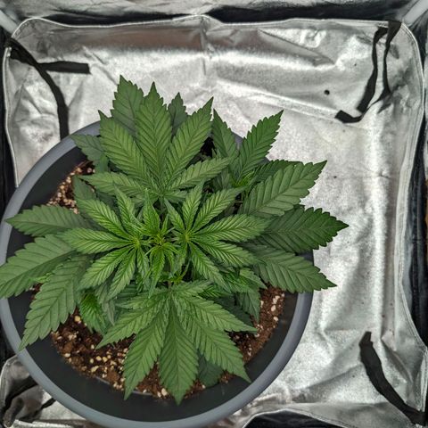 GH Cheese #1 growlog timeline photo
