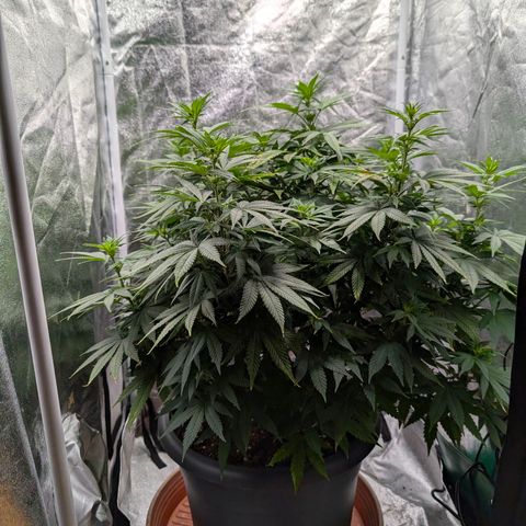 GH Cheese #1 growlog timeline photo