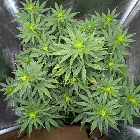 GH Cheese #1 growlog timeline photo