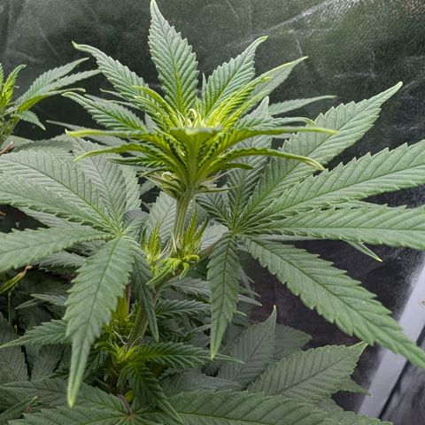 GH Cheese #1 growlog timeline photo