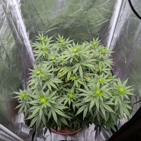 GH Cheese #1 growlog timeline photo