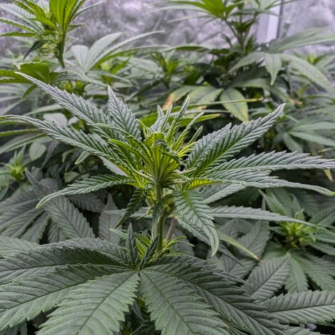 GH Cheese #1 growlog timeline photo