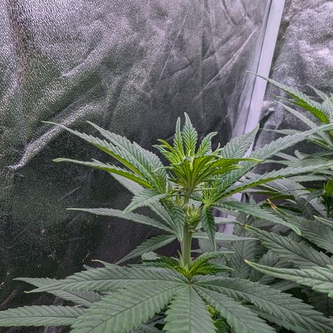 GH Cheese #1 growlog timeline photo