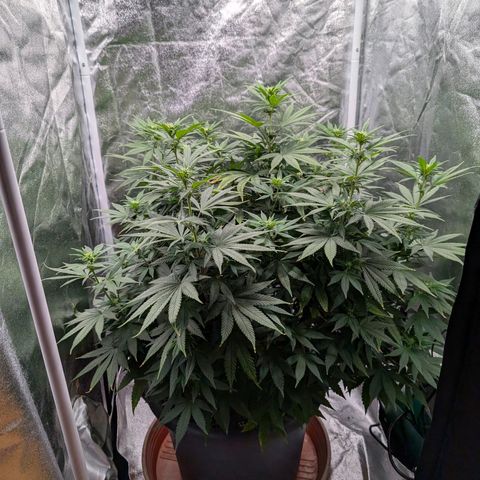 GH Cheese #1 growlog photo: Pflanze sieht wieder gesund aus. Braune Blattspitzen sind auf den neuen Blättern nichtmehr zu erkennen