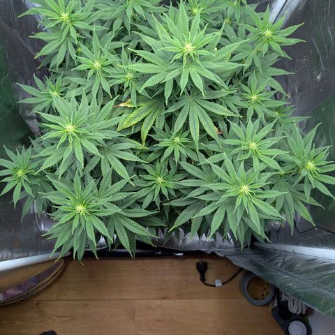 GH Cheese #1 growlog photo: Pflanze sieht wieder gesund aus. Braune Blattspitzen sind auf den neuen Blättern nichtmehr zu erkennen