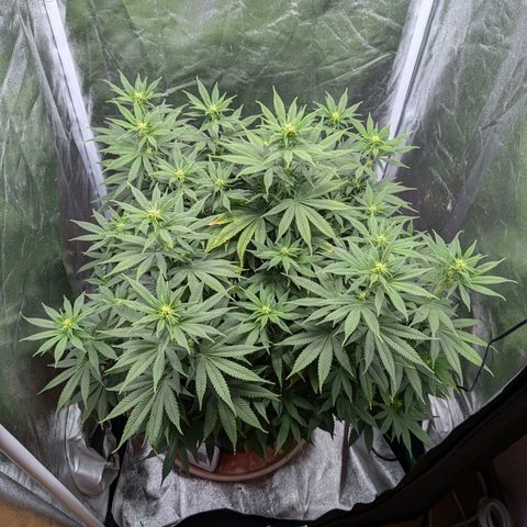 GH Cheese #1 growlog photo: Pflanze sieht wieder gesund aus. Braune Blattspitzen sind auf den neuen Blättern nichtmehr zu erkennen