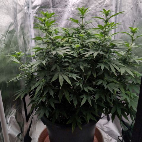 GH Cheese #1 growlog timeline photo