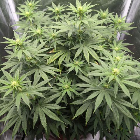 GH Cheese #1 growlog timeline photo