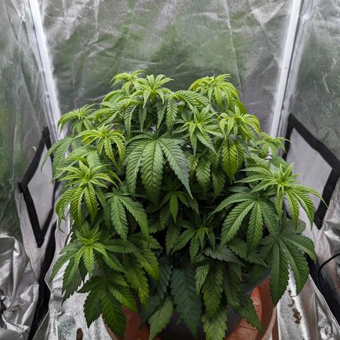 GH Cheese #1 growlog photo: Die Pflanze hängt und scheint von dunkelgrün Richtung gelbgrün zu wechseln