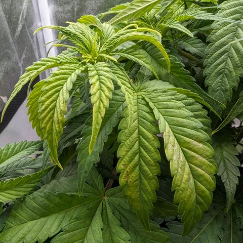 GH Cheese #1 growlog photo: Die Pflanze hängt und scheint von dunkelgrün Richtung gelbgrün zu wechseln