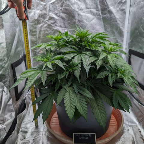 GH Cheese #1 growlog timeline photo