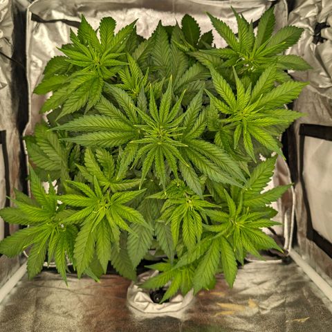 GH Cheese #1 growlog timeline photo