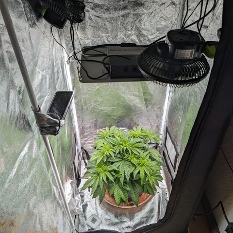 GH Cheese #1 growlog timeline photo