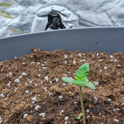 GH Cheese #1 growlog timeline photo