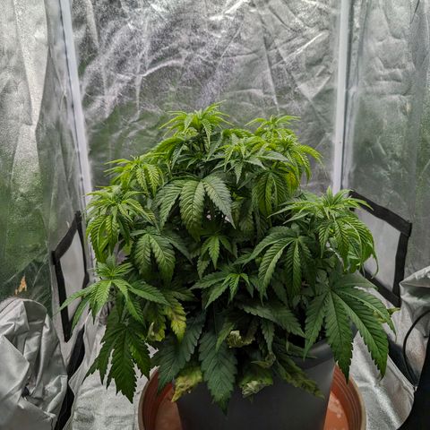 GH Cheese #1 growlog photo: Pflanze zeigt deutliche Mangelerscheinungen. Es wird mit Stickstoff Zusatz entgegengewirkt. Zusätzlich wird mit Biobizz Bio-Grow (1ml/l) begonnen falls es nicht nur Stickstoff-Mangel ist. (Edit. Rückblickend würde ich sagen hätte gerne auch noch Kalium mit bei gekonnt)