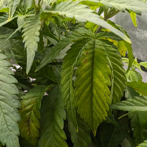 GH Cheese #1 growlog photo: Pflanze zeigt deutliche Mangelerscheinungen. Es wird mit Stickstoff Zusatz entgegengewirkt. Zusätzlich wird mit Biobizz Bio-Grow (1ml/l) begonnen falls es nicht nur Stickstoff-Mangel ist. (Edit. Rückblickend würde ich sagen hätte gerne auch noch Kalium mit bei gekonnt)