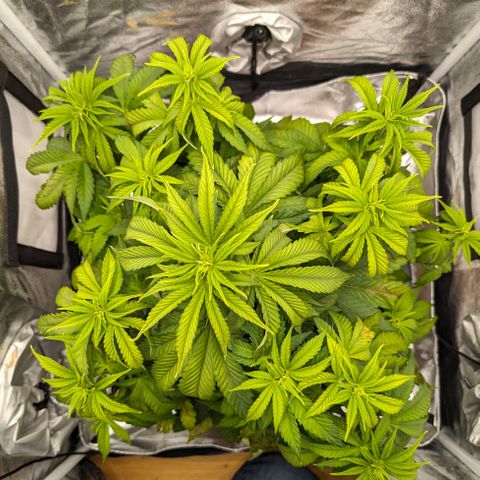 GH Cheese #1 growlog photo: Pflanze zeigt deutliche Mangelerscheinungen. Es wird mit Stickstoff Zusatz entgegengewirkt. Zusätzlich wird mit Biobizz Bio-Grow (1ml/l) begonnen falls es nicht nur Stickstoff-Mangel ist. (Edit. Rückblickend würde ich sagen hätte gerne auch noch Kalium mit bei gekonnt)
