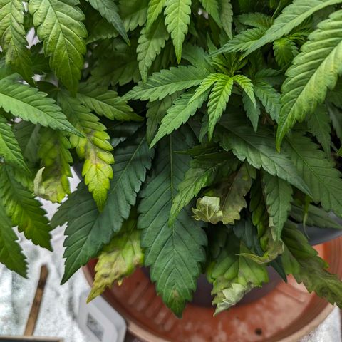 GH Cheese #1 growlog photo: Pflanze zeigt deutliche Mangelerscheinungen. Es wird mit Stickstoff Zusatz entgegengewirkt. Zusätzlich wird mit Biobizz Bio-Grow (1ml/l) begonnen falls es nicht nur Stickstoff-Mangel ist. (Edit. Rückblickend würde ich sagen hätte gerne auch noch Kalium mit bei gekonnt)