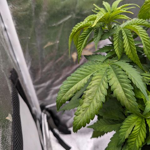 GH Cheese #1 growlog photo: Pflanze zeigt deutliche Mangelerscheinungen. Es wird mit Stickstoff Zusatz entgegengewirkt. Zusätzlich wird mit Biobizz Bio-Grow (1ml/l) begonnen falls es nicht nur Stickstoff-Mangel ist. (Edit. Rückblickend würde ich sagen hätte gerne auch noch Kalium mit bei gekonnt)