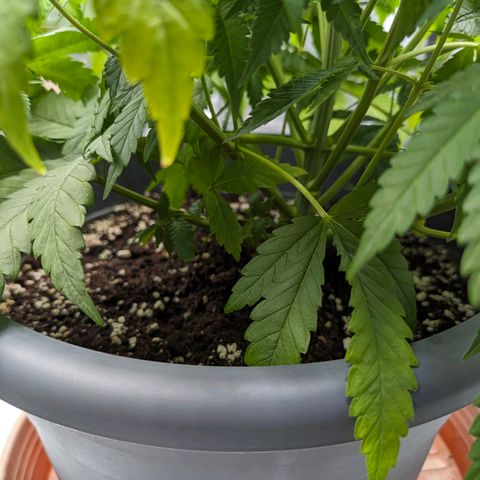 GH Cheese #1 growlog photo: Die Blätter hängen noch aber im Allgemeinen scheint es der Pflanze wieder besser zu gehen, Die Blattfarbe wandert merklich wieder Richtung "Saftig Grün"
(Edit. Nach diesem Mangel sind keine Handtellergroßen Blätter mehr entstanden. Interessant🤔)