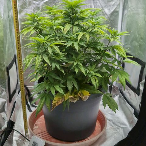 GH Cheese #1 growlog timeline photo