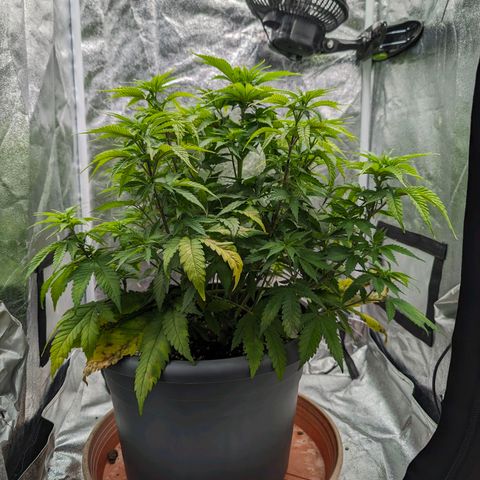 GH Cheese #1 growlog timeline photo