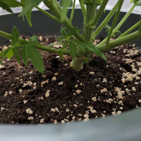 GH Cheese #1 growlog timeline photo
