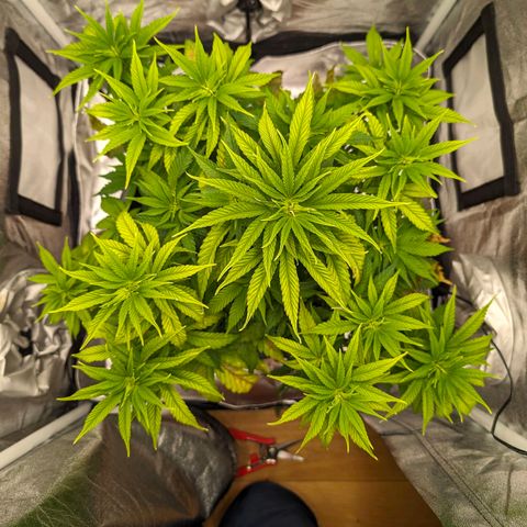 GH Cheese #1 growlog timeline photo