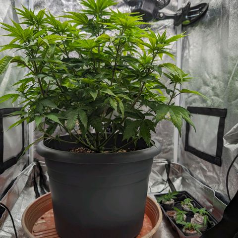 GH Cheese #1 growlog timeline photo