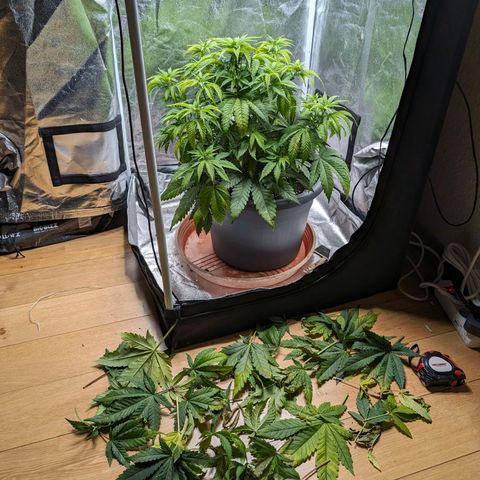 GH Cheese #1 growlog photo: Die Blätter hängen noch aber im Allgemeinen scheint es der Pflanze wieder besser zu gehen, Die Blattfarbe wandert merklich wieder Richtung "Saftig Grün"
(Edit. Nach diesem Mangel sind keine Handtellergroßen Blätter mehr entstanden. Interessant🤔)