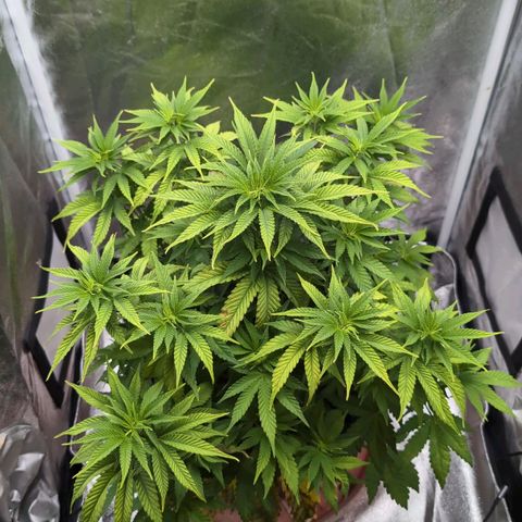 GH Cheese #1 growlog timeline photo