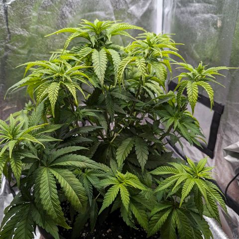 GH Cheese #1 growlog photo: Die Blätter hängen noch aber im Allgemeinen scheint es der Pflanze wieder besser zu gehen, Die Blattfarbe wandert merklich wieder Richtung "Saftig Grün"
(Edit. Nach diesem Mangel sind keine Handtellergroßen Blätter mehr entstanden. Interessant🤔)