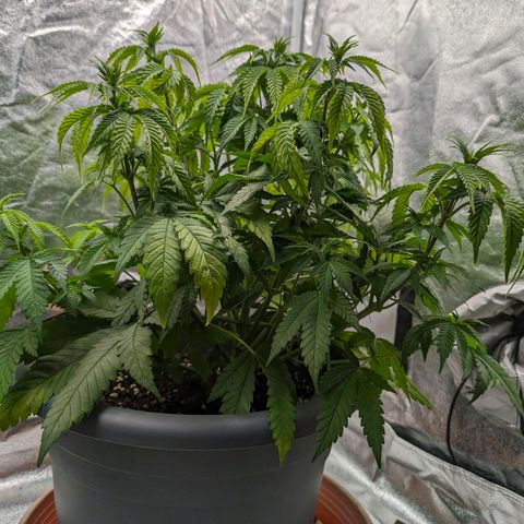 GH Cheese #1 growlog photo: Die Blätter hängen noch aber im Allgemeinen scheint es der Pflanze wieder besser zu gehen, Die Blattfarbe wandert merklich wieder Richtung "Saftig Grün"
(Edit. Nach diesem Mangel sind keine Handtellergroßen Blätter mehr entstanden. Interessant🤔)