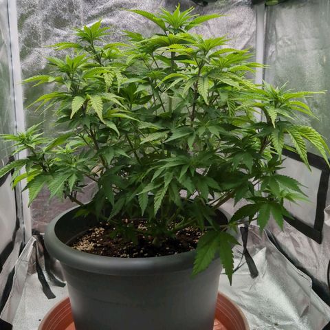 GH Cheese #1 growlog timeline photo