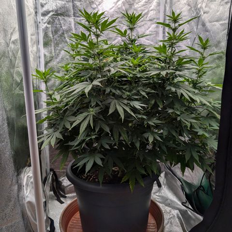 GH Cheese #1 growlog photo: Die Blume schießt zur Zeit in die Höhe. Wenn das so weiter geht muss ich das Zelt wechseln. 