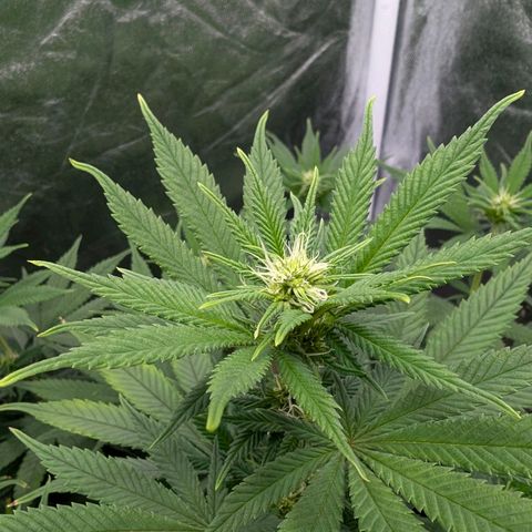 GH Cheese #1 growlog photo: Die Blume schießt zur Zeit in die Höhe. Wenn das so weiter geht muss ich das Zelt wechseln. 